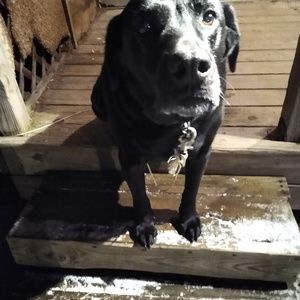 Meet your Posher, Joey
